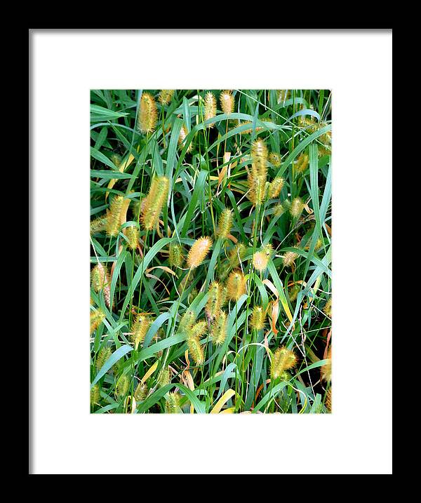 Foxtail Grass Framed Print featuring the painting Foxtail Grass 3 by Jeelan Clark