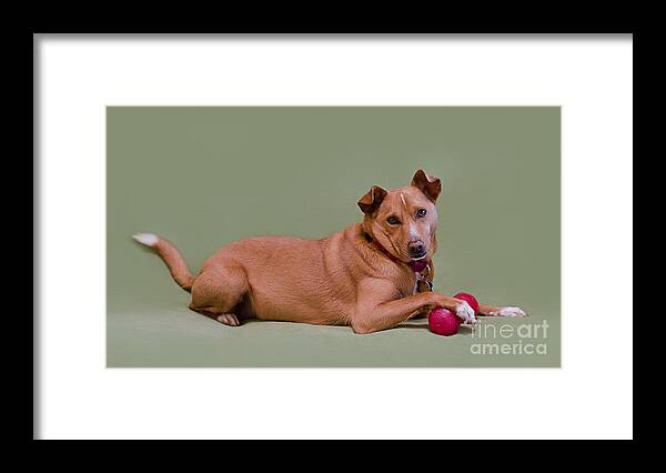 Dog Photography Framed Print featuring the photograph Foxy by Irina ArchAngelSkaya