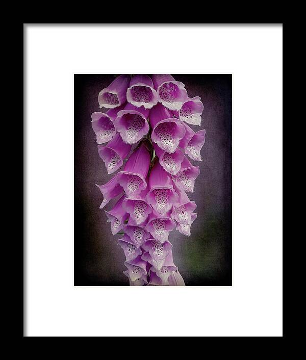 Foxglove Framed Print featuring the photograph Foxy Lady by Leslie Montgomery