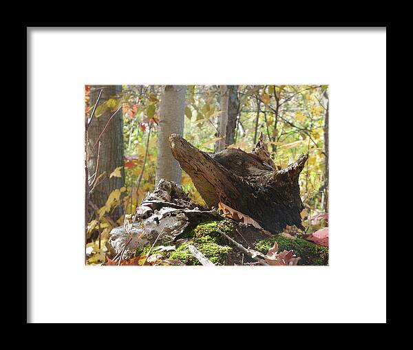 Nature Framed Print featuring the photograph Foxy Stump by Peggy King