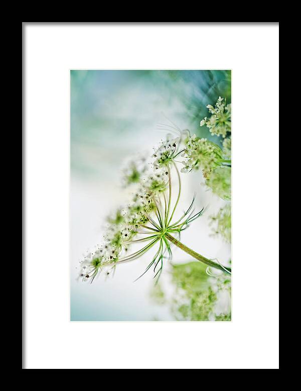 Umbel Framed Print featuring the photograph Fragile by Nailia Schwarz