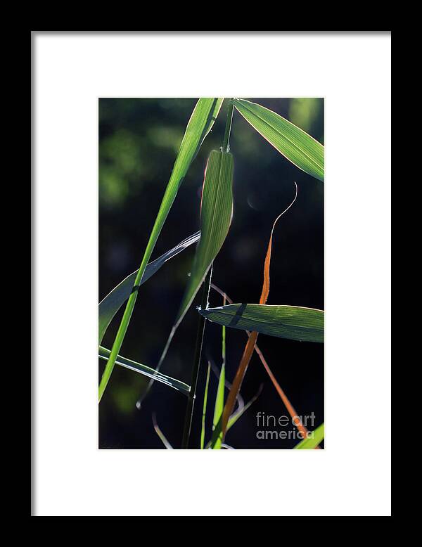 Leaves Framed Print featuring the photograph Fragment by Linda Lees