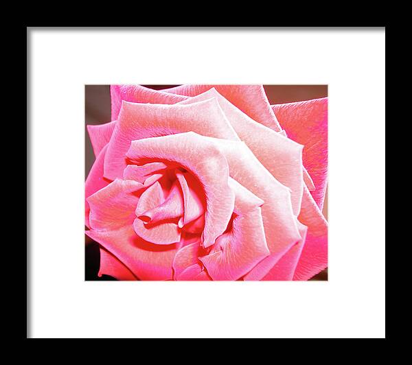 Rose Framed Print featuring the photograph Fragrant Rose by Marie Hicks