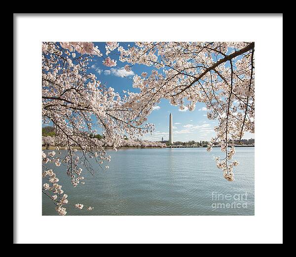 Cherry Blossom Festival Framed Print featuring the photograph Framed by cherry blossoms by Agnes Caruso