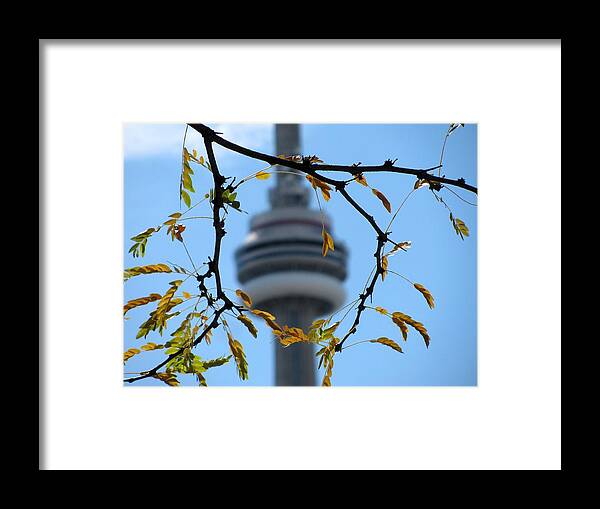 Tree Framed Print featuring the photograph Framed By Nature by Alfred Ng