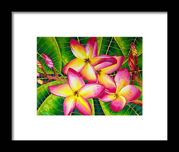 Frangipani Flower Framed Print featuring the painting Frangipani Flower by Daniel Jean-Baptiste