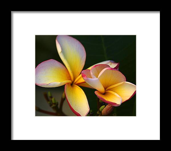 Nature Framed Print featuring the photograph Frangipani Flowers by PIXELS XPOSED Ralph A Ledergerber Photography