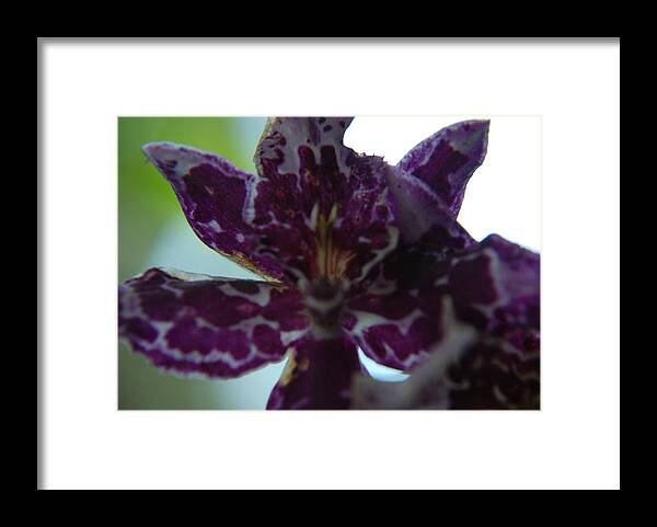 Photography Framed Print featuring the photograph Freckles by Renee Holder