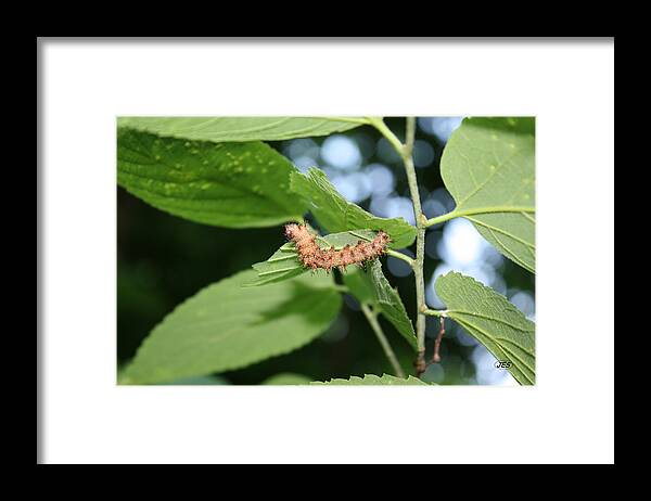 Fred Framed Print featuring the photograph Fred the worm by Jim Simms