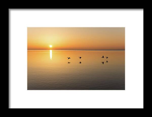 Georgia Mizuleva Framed Print featuring the photograph Free Flight - Sunrise Birds Quartet Over Water by Georgia Mizuleva