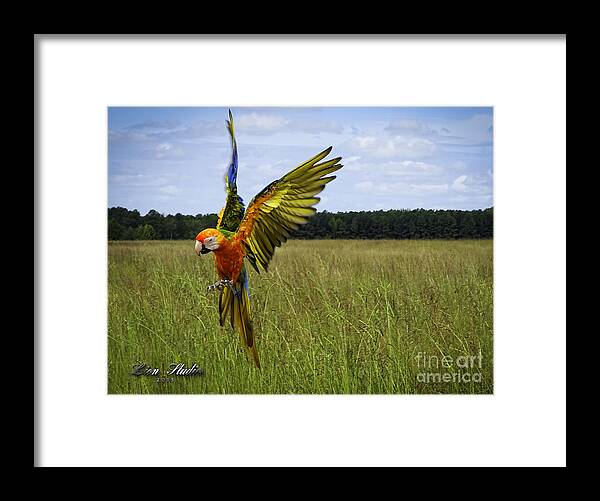 Photoshop Framed Print featuring the photograph Free Flying by Melissa Messick