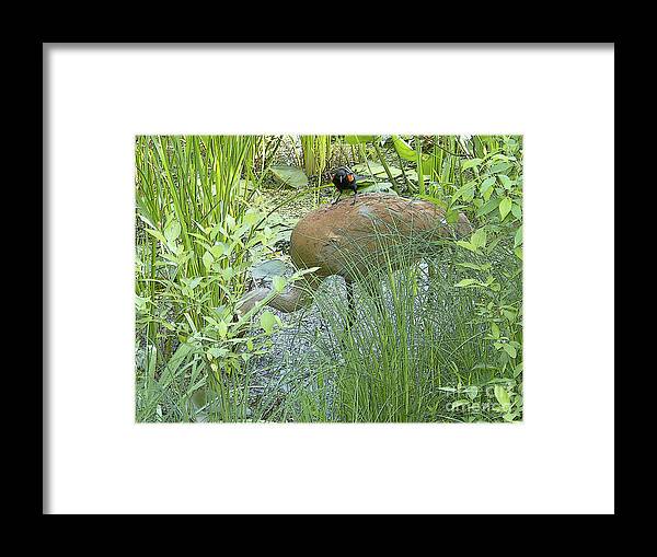 Birds Framed Print featuring the photograph Free Ride by Ann Horn