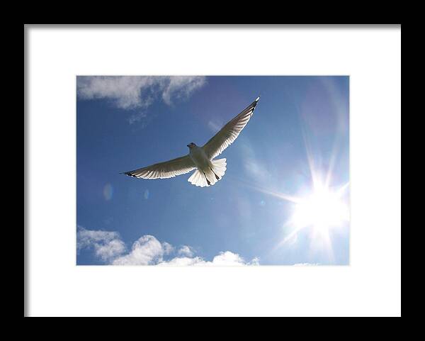 Gull Framed Print featuring the photograph Freedom - Photograph by Jackie Mueller-Jones