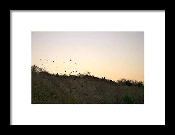 Freedom Framed Print featuring the photograph Freedom by Krys Whitney