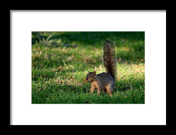 Squirrel Framed Print featuring the photograph Freeze by Christy Pooschke