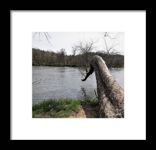 Tree Framed Print featuring the photograph French Broad Reaching by Anita Adams