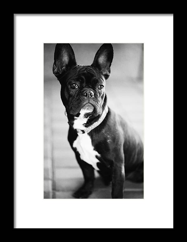 French Bulldog Framed Print featuring the photograph French Bulldog by Falko Follert