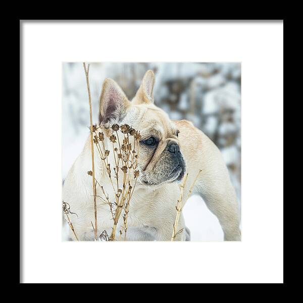 Snow Framed Print featuring the photograph French Bulldog in the Snow by Jennifer Grossnickle