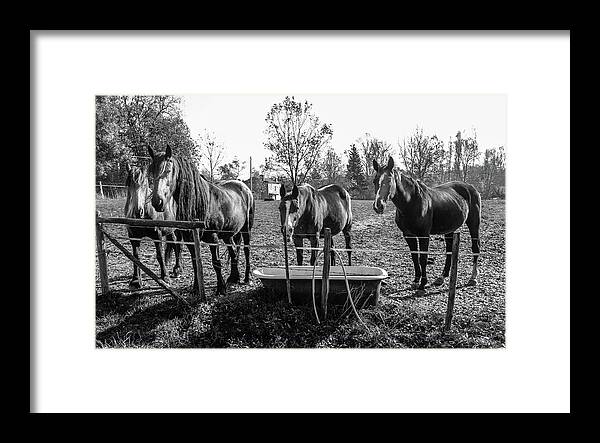 Horses Framed Print featuring the photograph French Farm Horses by Georgia Clare