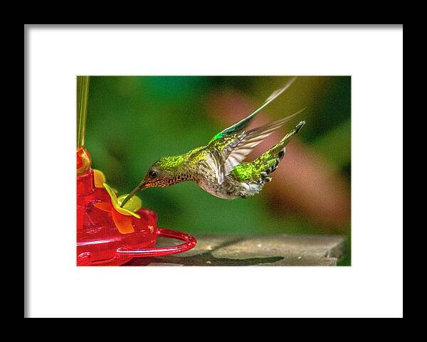 Animals Framed Print featuring the photograph Frequent Flyer 3 by Venetia Featherstone-Witty