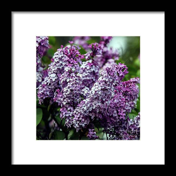 Garden Framed Print featuring the photograph Fresh And Fearless by Roselynne Broussard