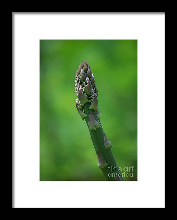 Asparagus Framed Print featuring the photograph Fresh Asparagus by Randy Bodkins