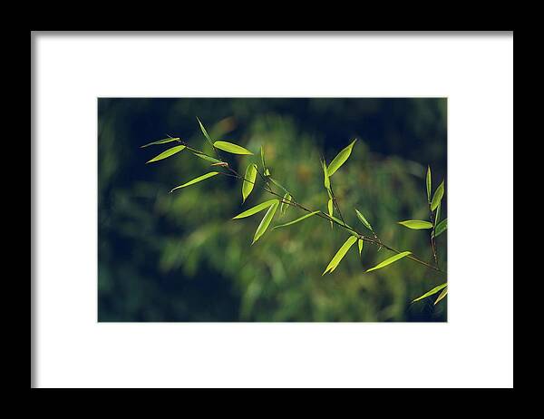 Bamboo Framed Print featuring the photograph Stem by Gene Garnace
