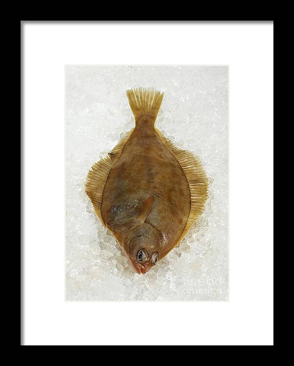 Animal Framed Print featuring the photograph Fresh Brill On Ice by Gerard Lacz