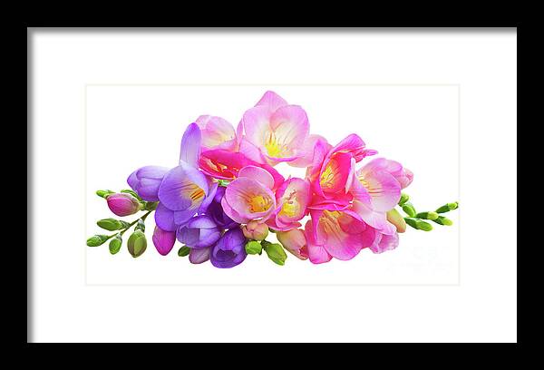 Freesia Framed Print featuring the photograph Fresh Pink and Violet Freesia Flowers by Anastasy Yarmolovich