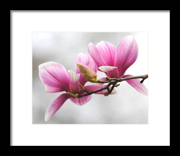 Magnolia Framed Print featuring the photograph Fresh Start by Jai Johnson