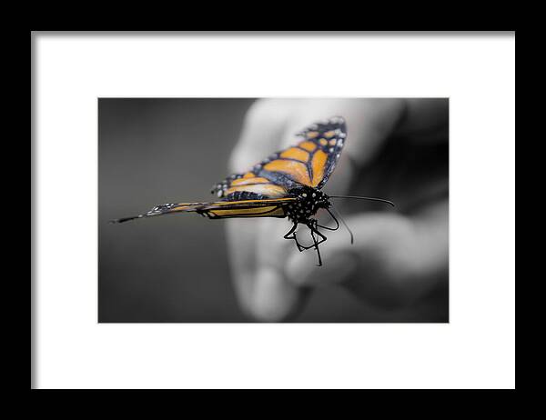 Butterfly Framed Print featuring the photograph Friend in Hand by Deborah Klubertanz