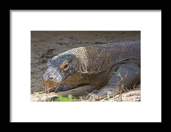Wildlife Framed Print featuring the photograph Friendly Dragon by Kenneth Albin