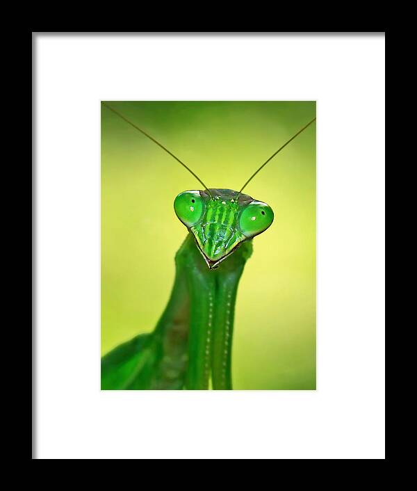 Friendly Mantis Framed Print featuring the photograph Friendly mantis by Carolyn Derstine