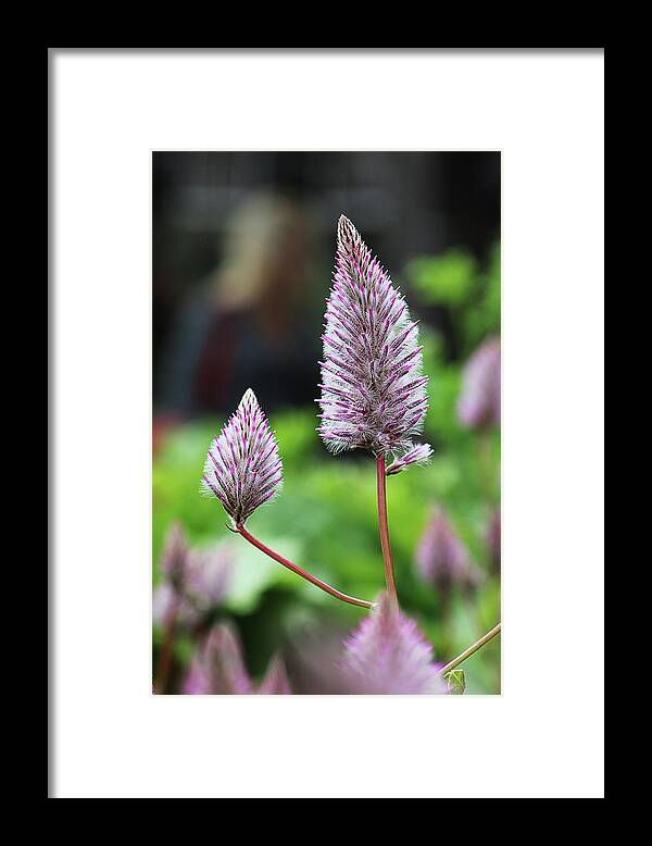 Flowers / Garden / Spring / Purple / Green Framed Print featuring the photograph Friends by Susan Campbell