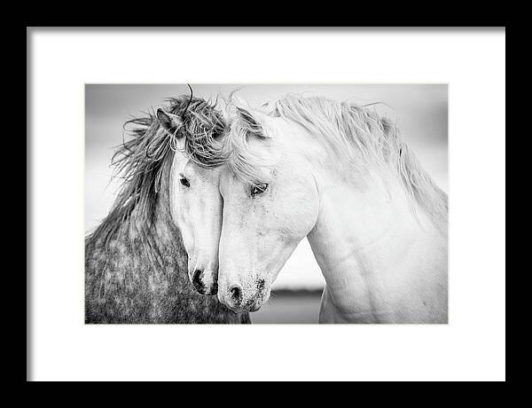 Horse Framed Print featuring the photograph Friends V by Tim Booth