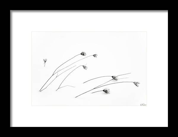 Snow; Plants; Winter; Minimalist; Bleak; Harsh; Nature; Simplicity; Cold; Frozen; Black And White; Photography; No One; Nobody; Art; Dee Browning; Dee Browning Photography; Zen; Meditative; Contemplating; Contemporary Framed Print featuring the photograph Frigid by Dee Browning