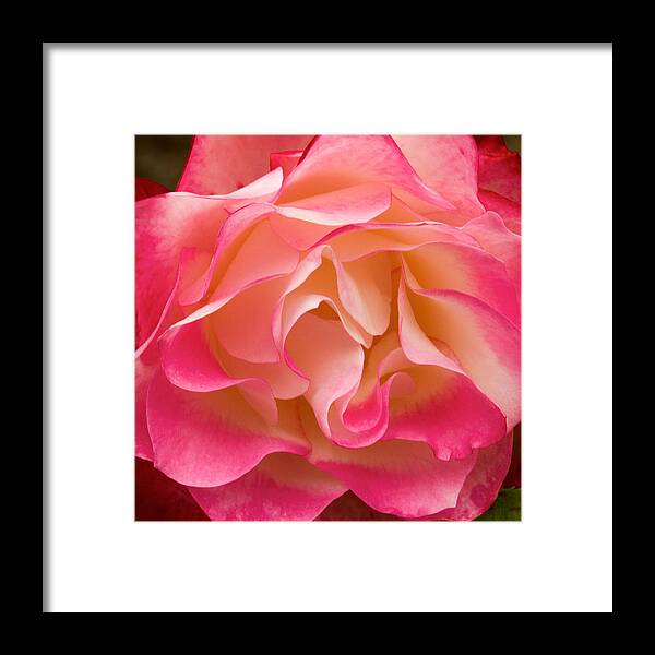 Frills Of A Rose Framed Print featuring the photograph Frills of a Rose by Bonnie Follett