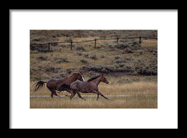 Horses Framed Print featuring the photograph Frisky Equine by Gary Migues