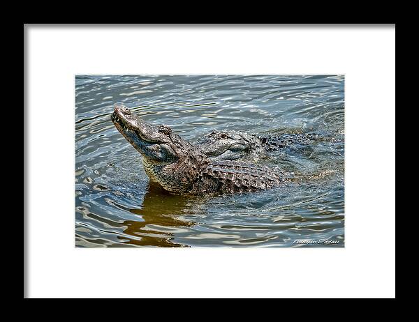 Christopher Holmes Photography Framed Print featuring the photograph Frisky in Florida by Christopher Holmes