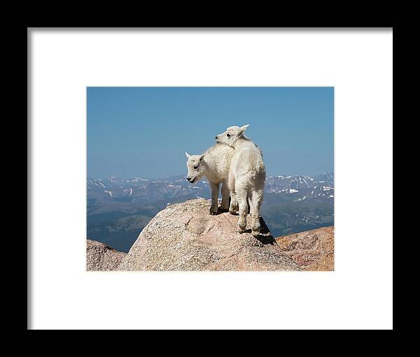 Mountain Goat Framed Print featuring the photograph Frisky Mountain Goat Babies by Judi Dressler