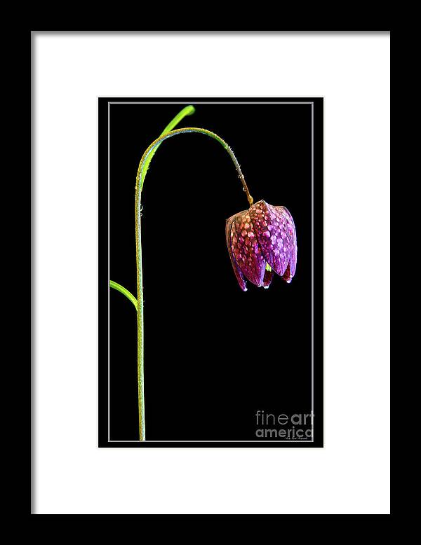 Fritillaria Meleagris Framed Print featuring the photograph Fritillaria meleagris, Snakes Head fritillary by Andy Myatt