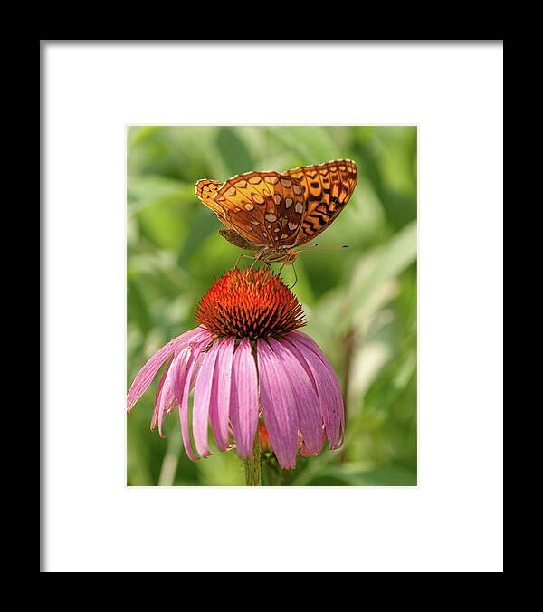 Great Spangled Fritillary Framed Print featuring the photograph Fritillary And Cone Flower 2018-2 by Lara Ellis