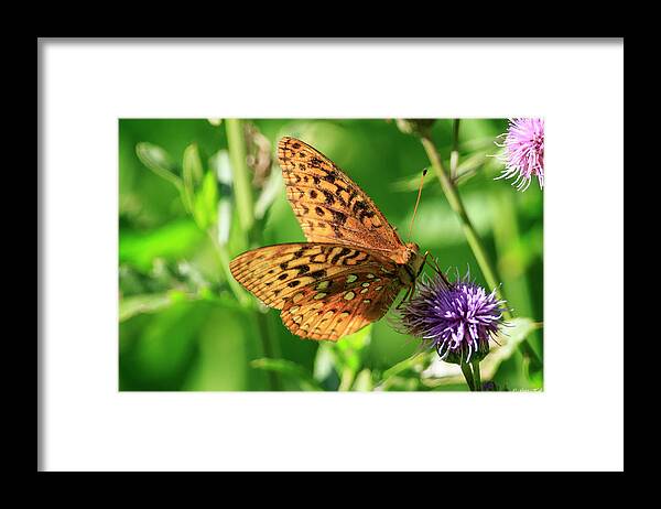 Gary Hall Framed Print featuring the photograph Fritillary Butterfly by Gary Hall