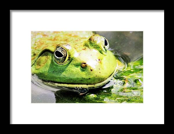 Frog Framed Print featuring the photograph Frog Close Up by Nick Gustafson