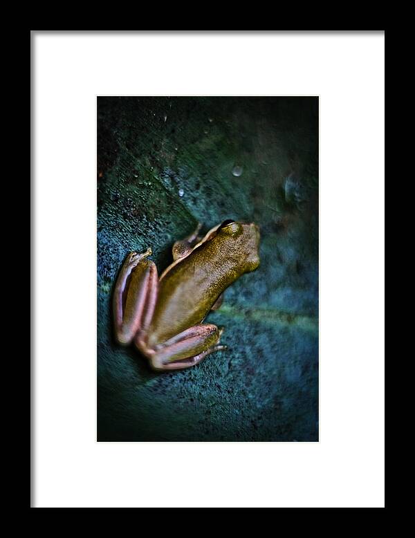 Frog Framed Print featuring the photograph Frog by Jamie Cain