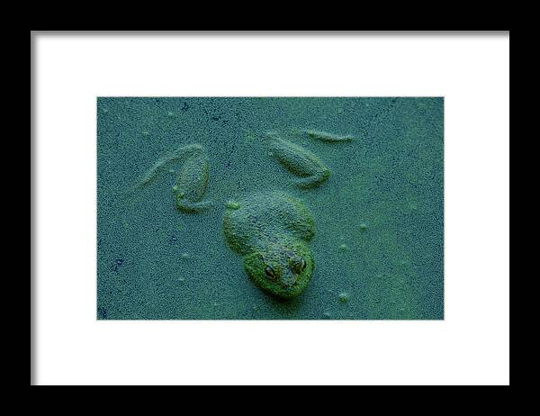 Frog Framed Print featuring the photograph Frog by Jerry Cahill