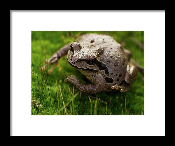 Jean Noren Framed Print featuring the photograph Frog on the Grass by Jean Noren