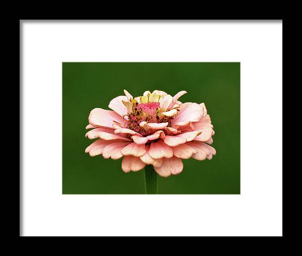 Flower Framed Print featuring the photograph From Garden to Heart by Azthet Photography