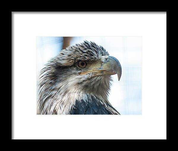 Photography Framed Print featuring the photograph From The Bird's Eye by Kathleen Messmer