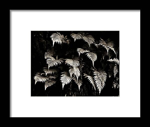 Hawaii Framed Print featuring the photograph Fronds by Marilyn Hunt